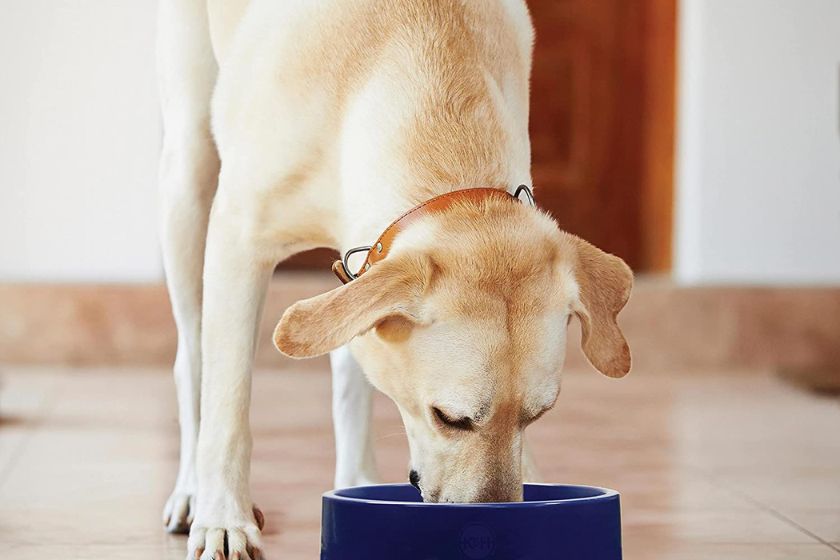 cooling pet bowl — how to keep dog cool in summer
