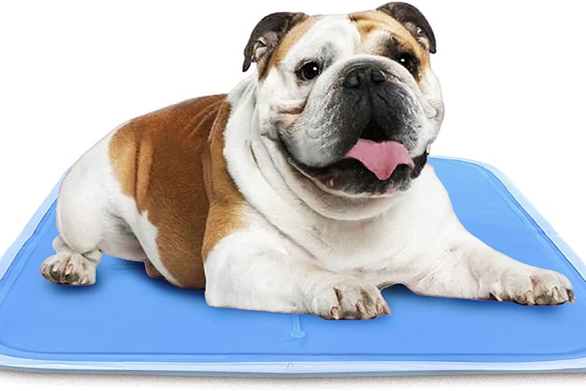 how to keep dog cool in summer — cooling gel mat for dogs