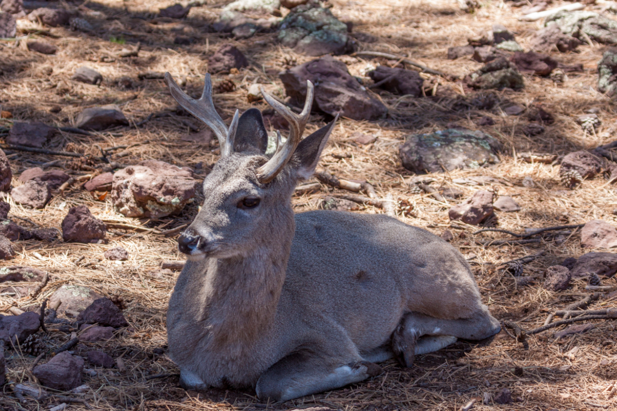 Coues Deer