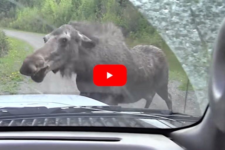 Cow Moose Aggressively Attacks and Chases Truck to Defend Her Young
