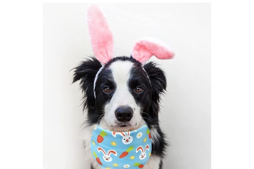 bandana for dog