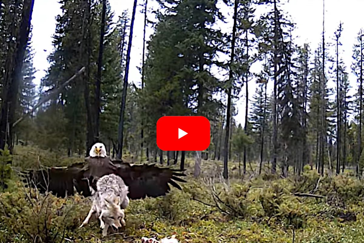 Eagle vs Coyote