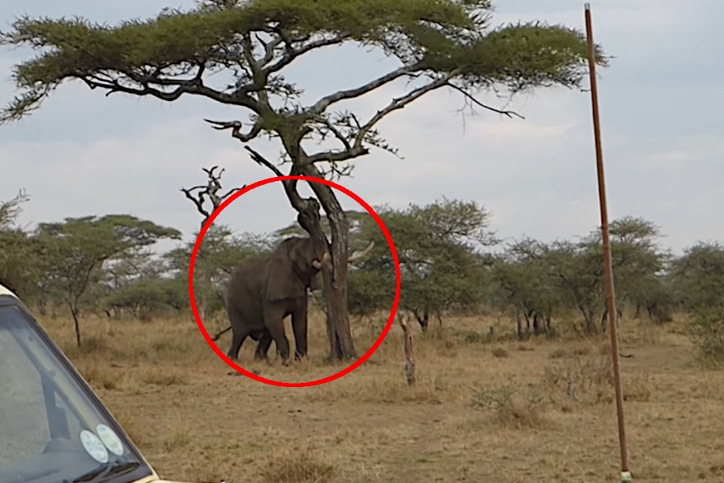 Elephant Pushes Over Tree