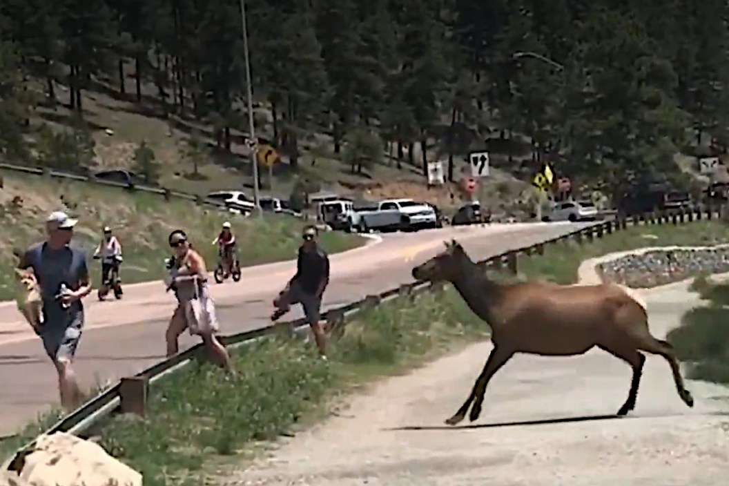 Elk Chases Tourists