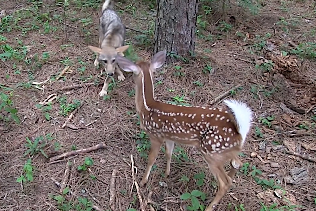 Fawn vs Deer