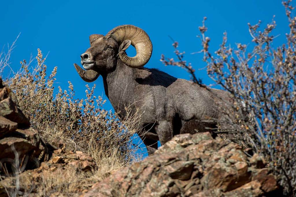 Bighorn Sheep Hunting