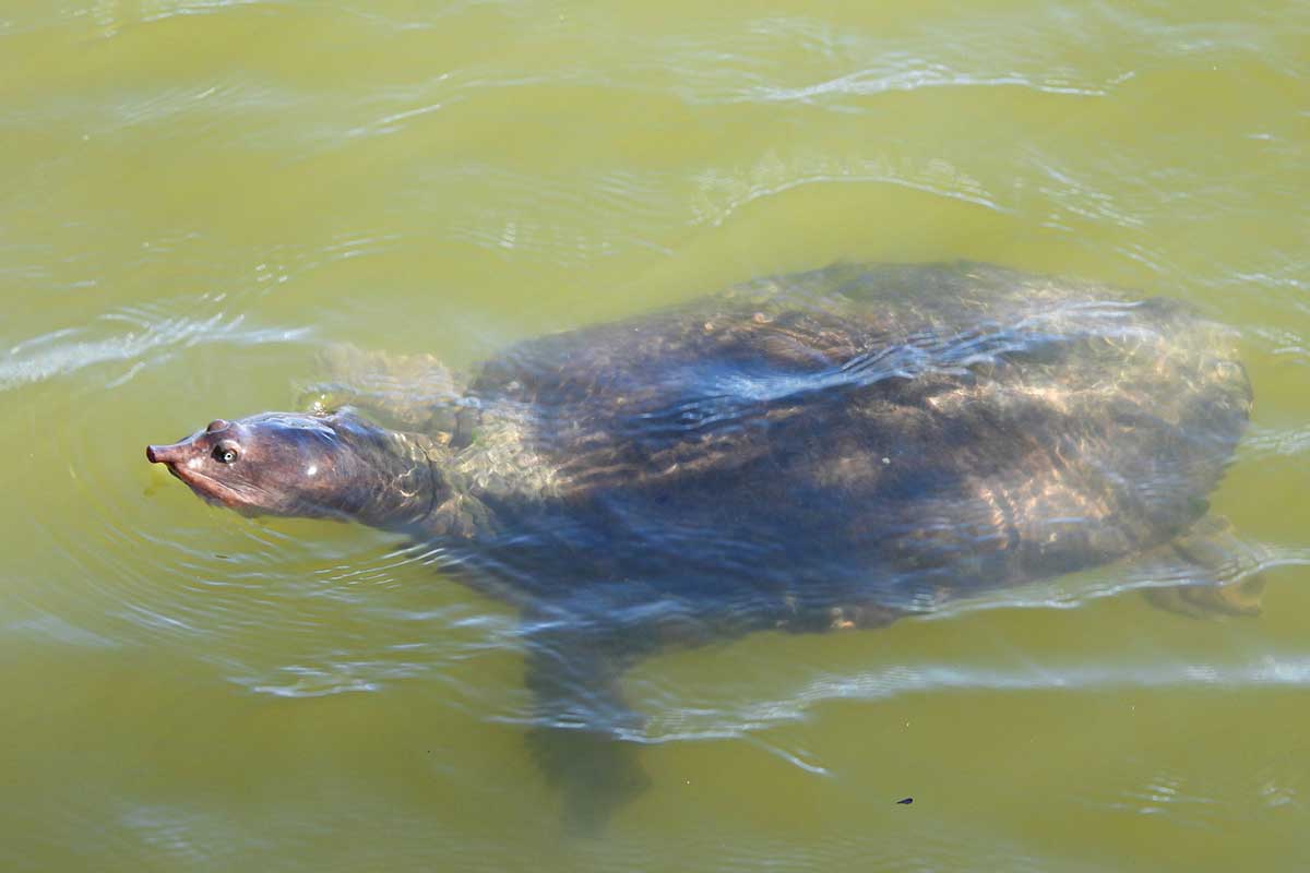 Florida Softshell Turtle