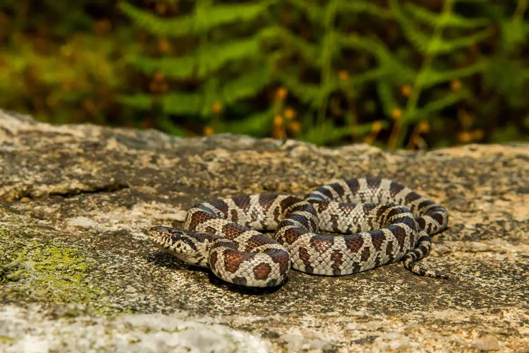 Ohio Snakes