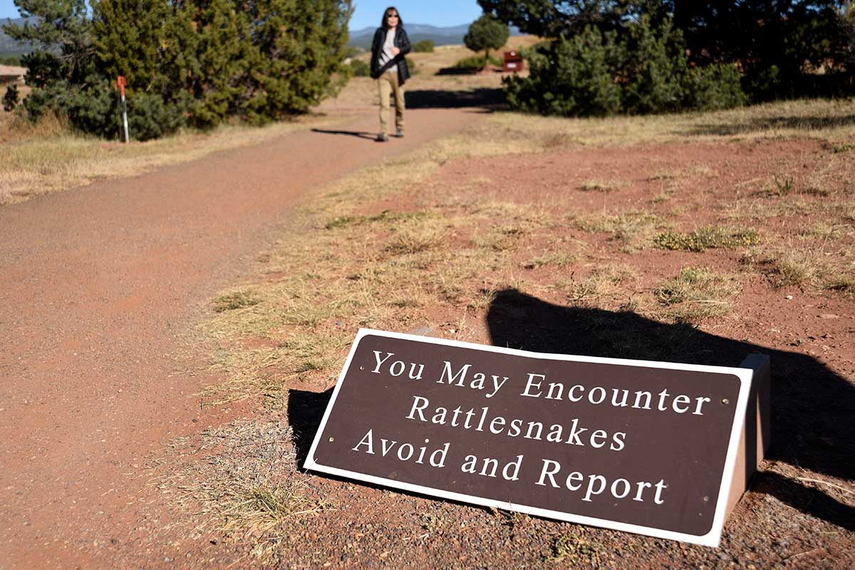 Coachwhip Snake: What You Need to Know About This Southern U.S. Serpent