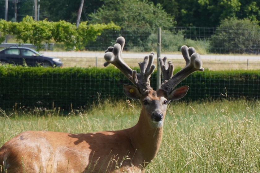 High Fence Deer