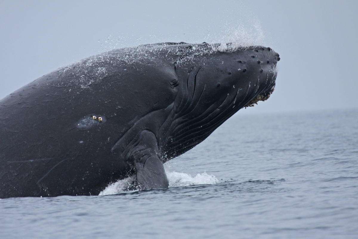 Humpback Whale