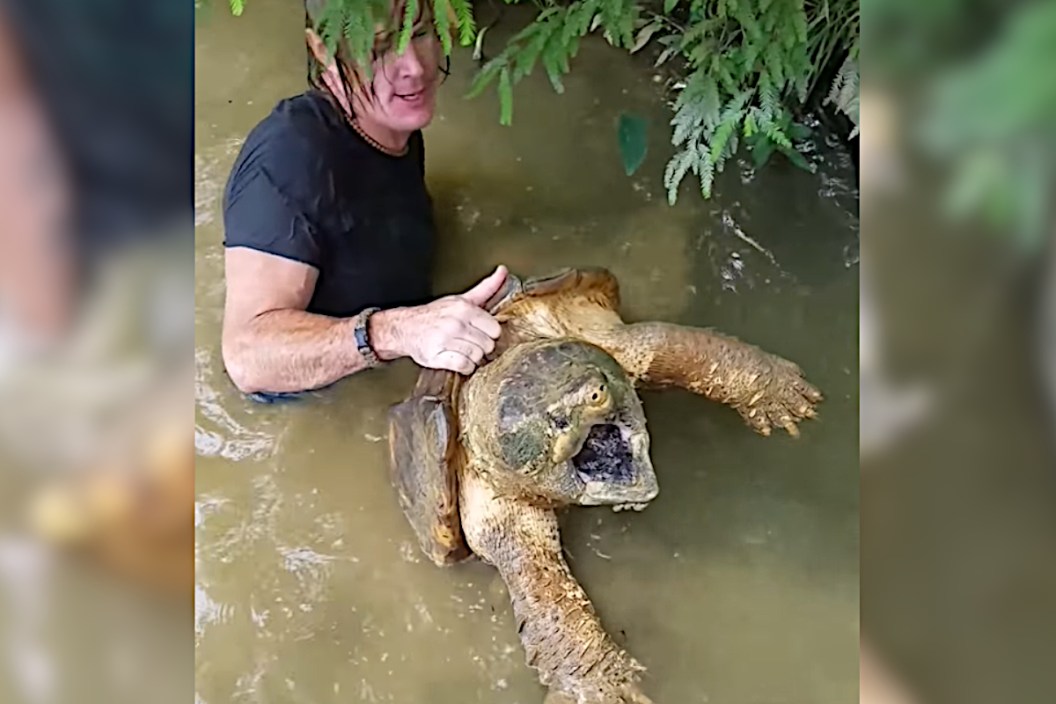 Noodling Snapping Turtle