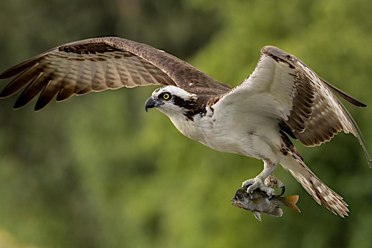 Osprey: Facts About the Beautiful Bird of Prey That Specializes in
