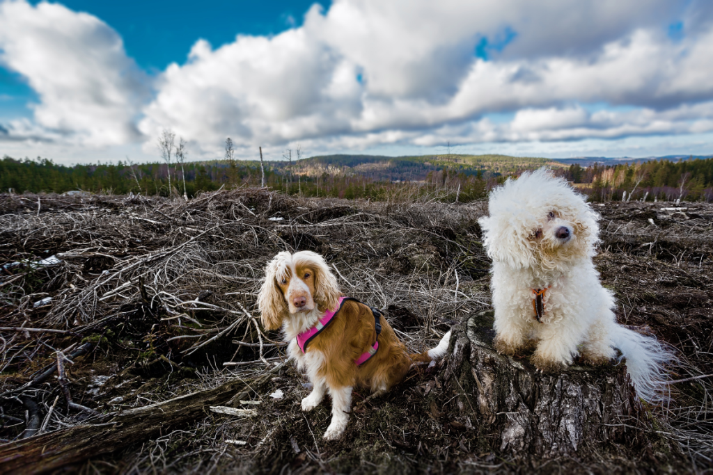 pet disaster preparedness kit-2