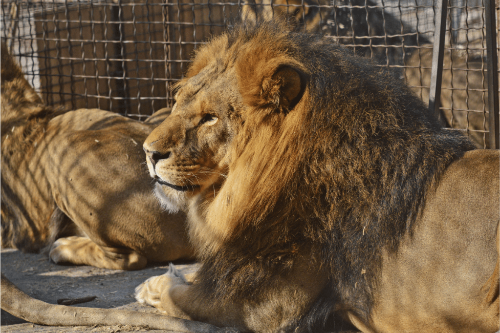Pet Lions Estimated Costs + Habitat Needs of Domesticated Big Cats