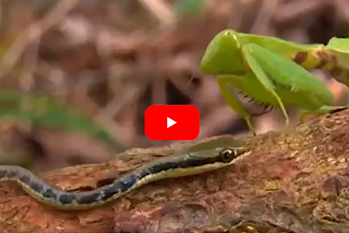 Praying Mantis vs Snake