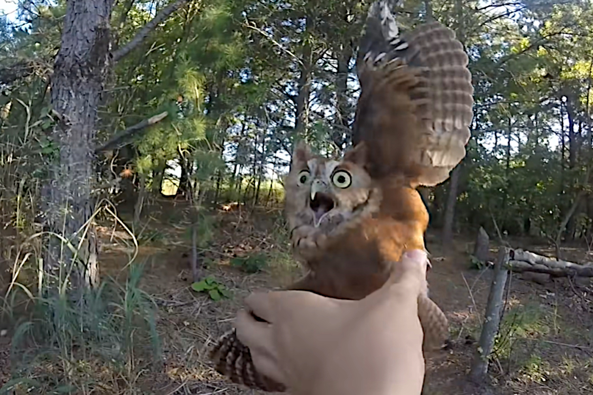 Screech Owl Rescue