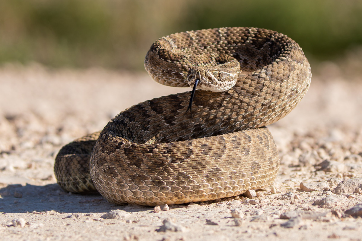 Snakes in North America