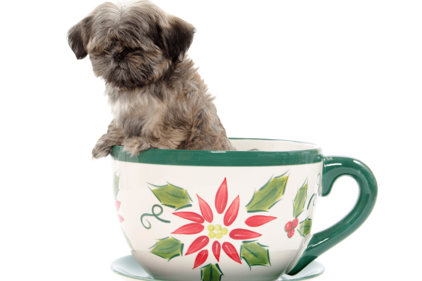 Cute shih tzu dog sitting inside of large coffee cup on white background