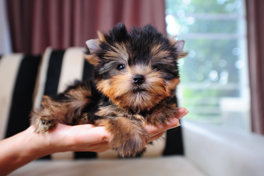 Yorkshire Terrier Puppy