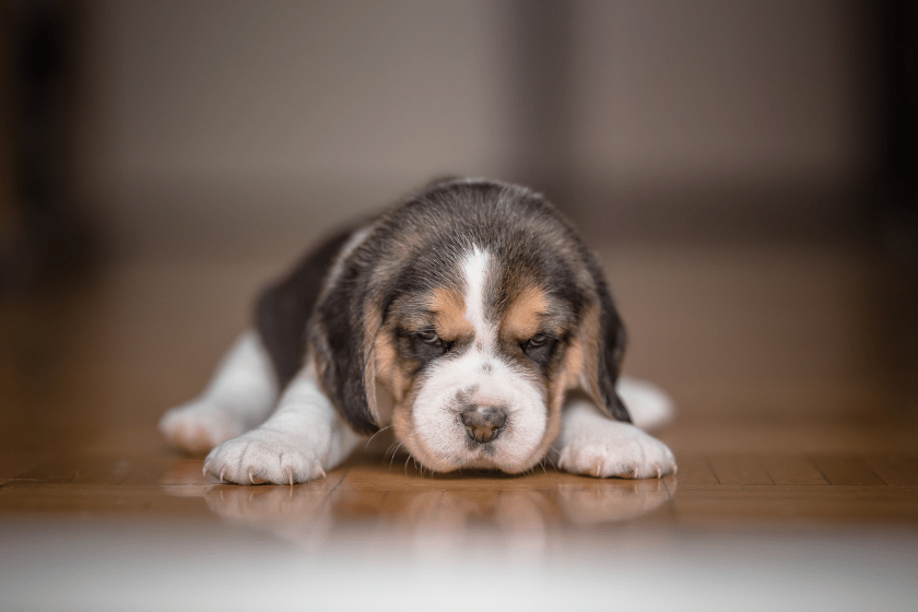 toy beagle lays on the floor