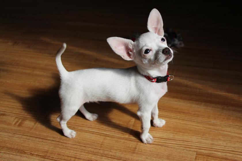 Chihuahua white rated puppy "tea cup"