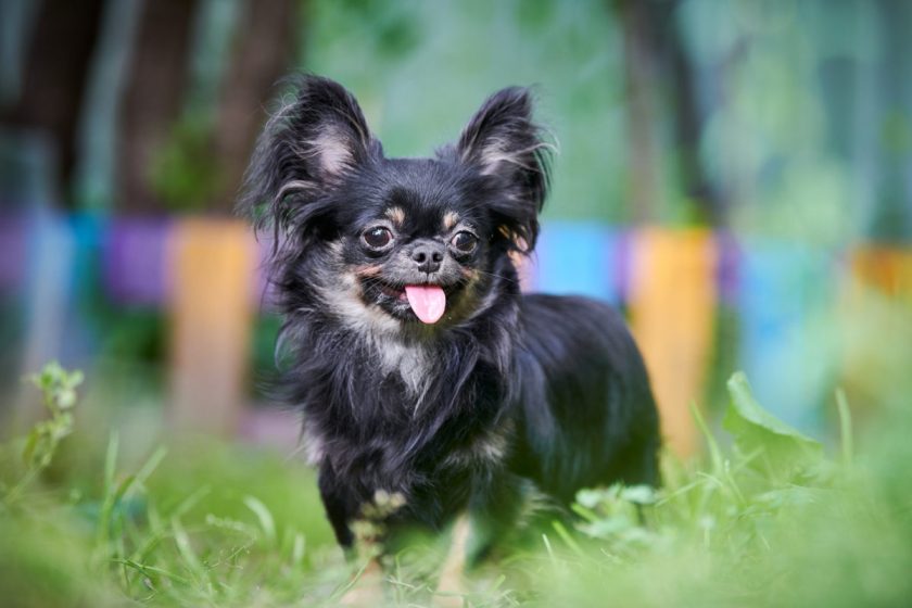 10 Cutest Teacup Dog Breeds You Can Fit in Your Pocket