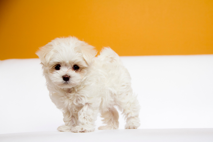 teacup maltese