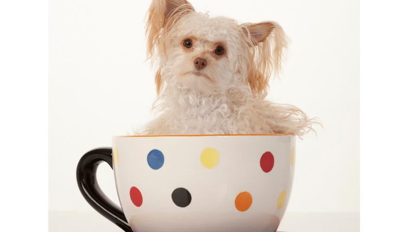 A cute little Maltipoo puppy poses inside a large ceramic tea cup or coffee cup and saucer.