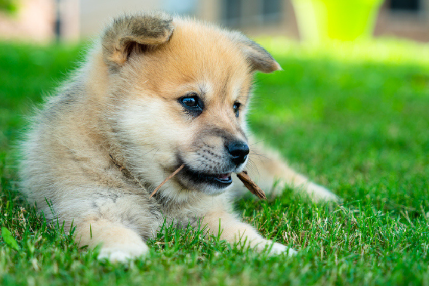 Cute Adorable Pomsky Puppy