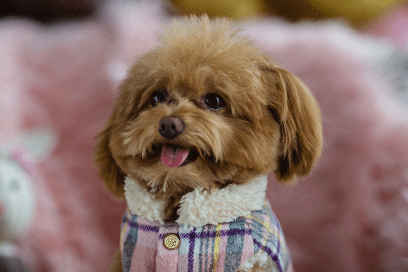 Mini Toy Teacup Poodle in clothes sitting at home.