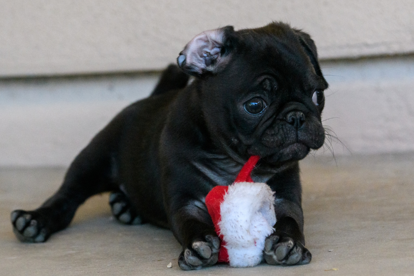 small black pug holds toy in its paws