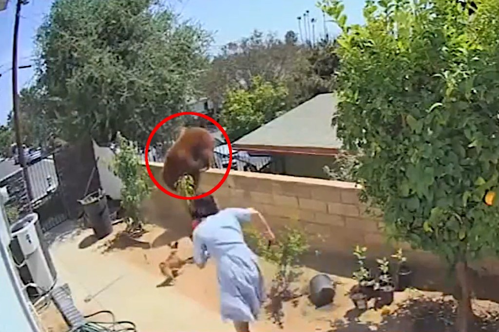 Teenager Fearlessly Shoves Mother Bear Off Backyard Wall to Save Her