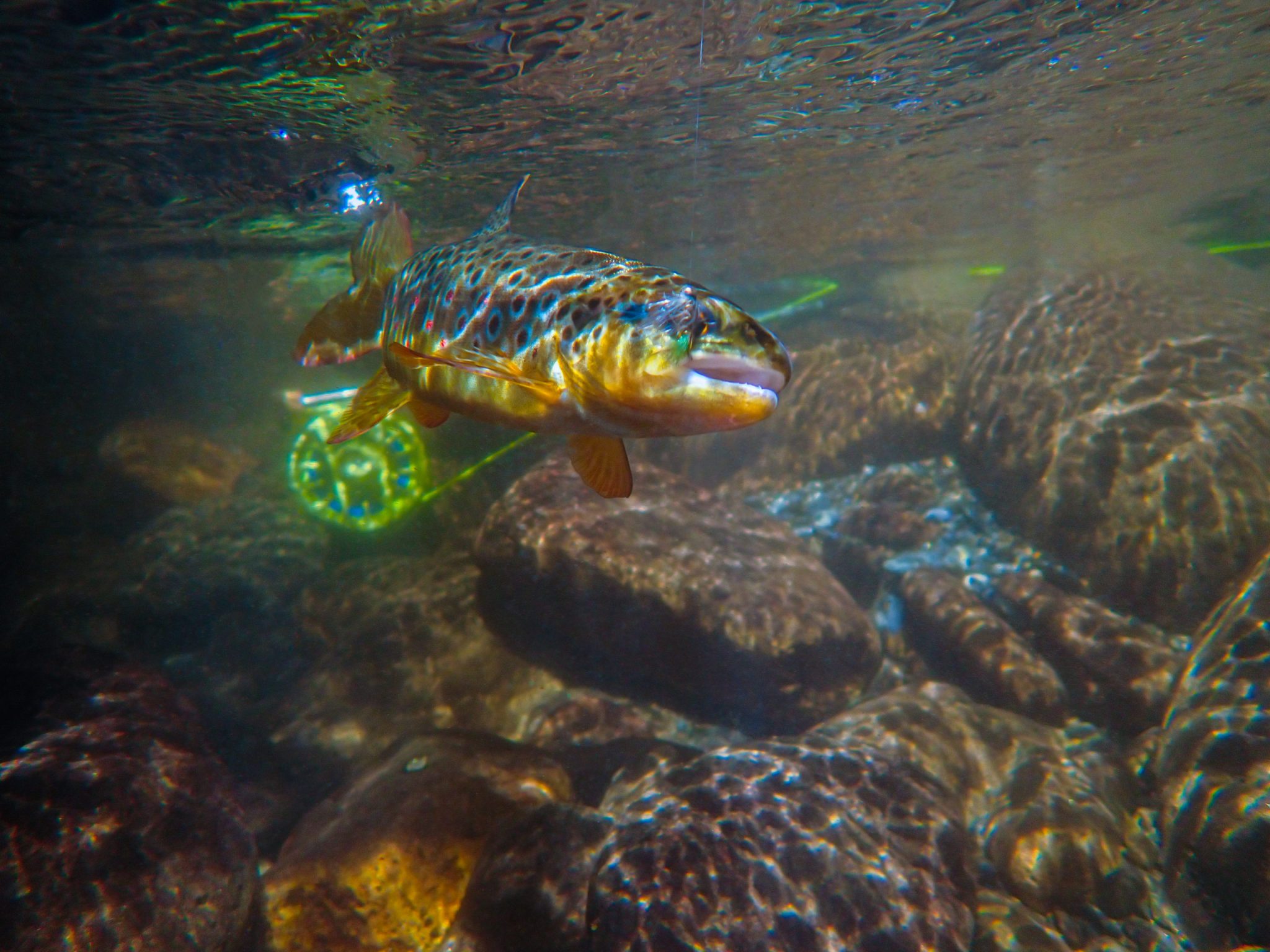 Trout Fishing in Arkansas License Requirements, Places to Go, and