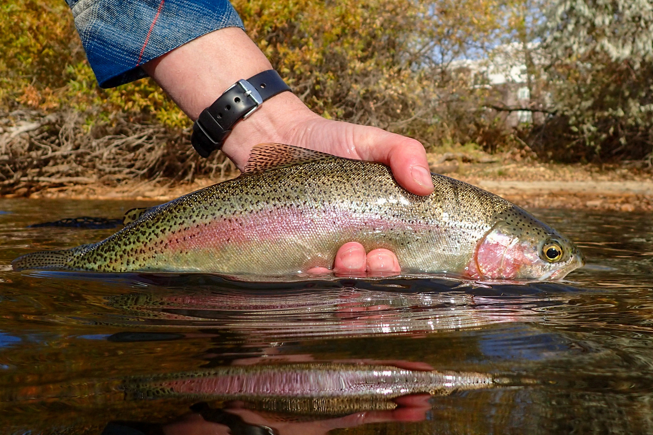 Trout Fishing Arkansas