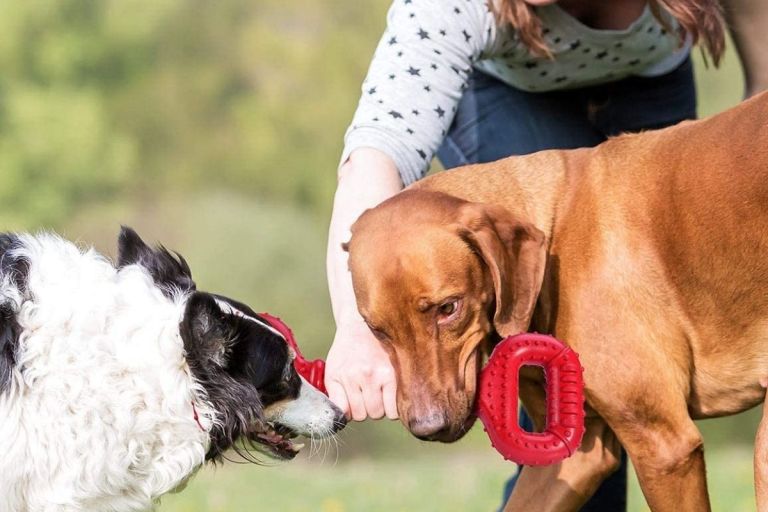 3 Best Tug of War Dog Toys of 2021 for Energetic Dogs