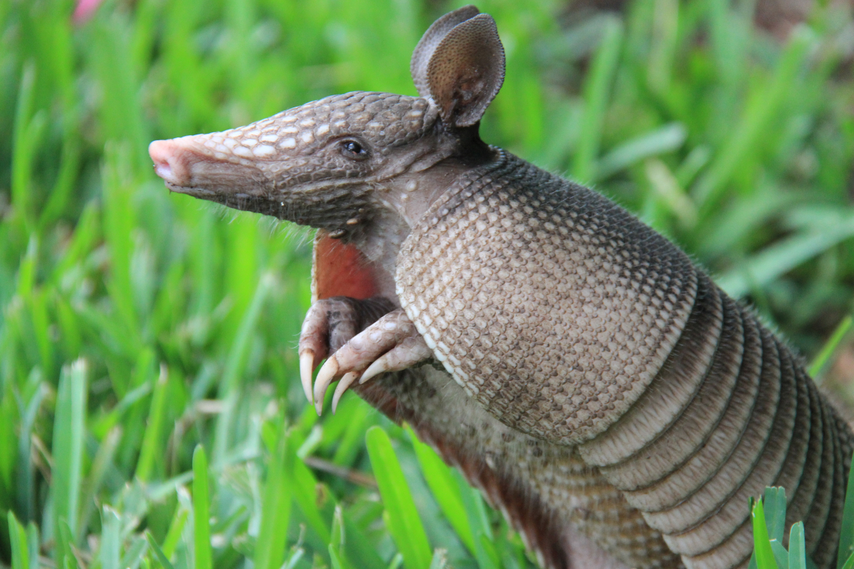 What Do Armadillos Eat