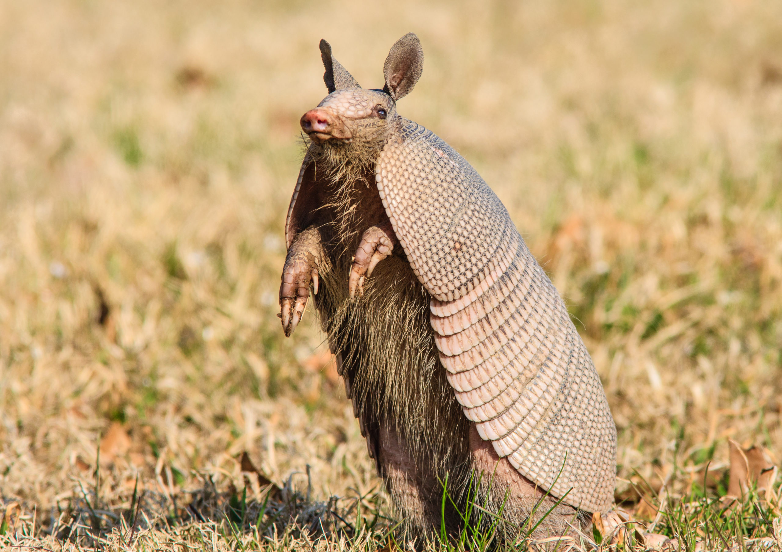 What Do Armadillos Eat