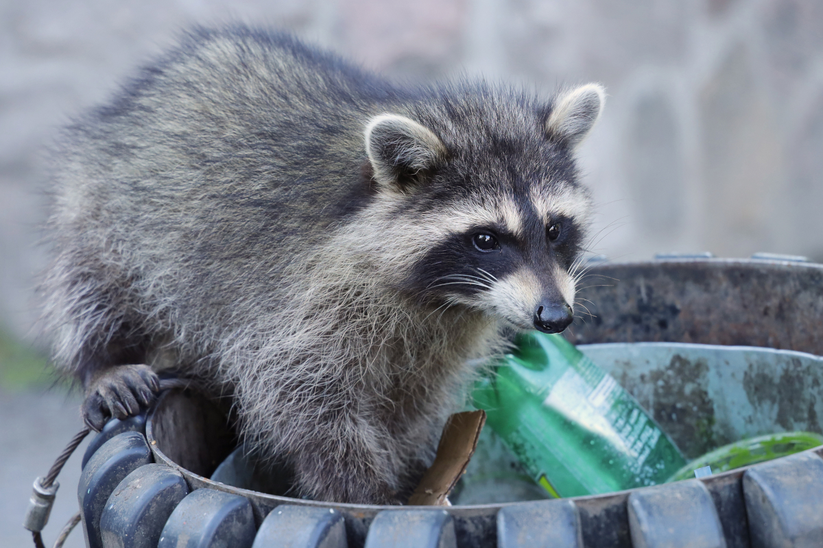 What Do Raccoons Eat