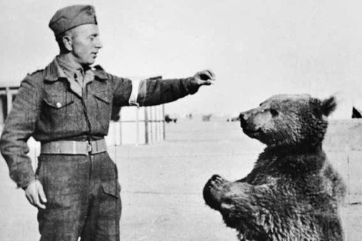 Wojtek the Bear