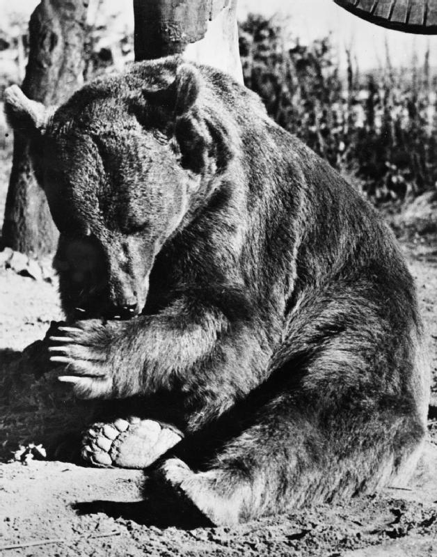 Wojtek the Bear