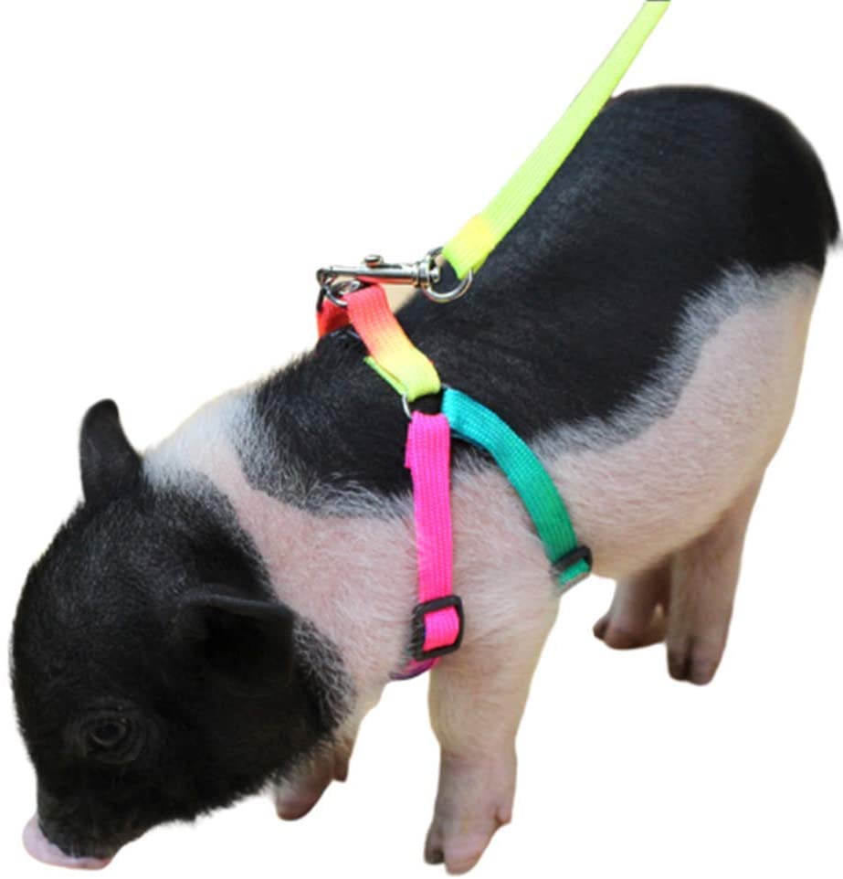  Mini Pig Adjustable Harness Leash