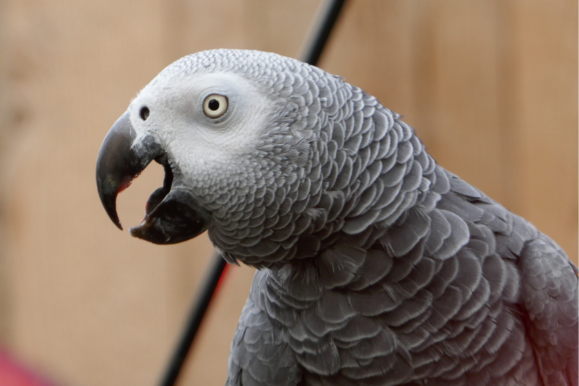 African grey parrot sitting with its beak slightly open.