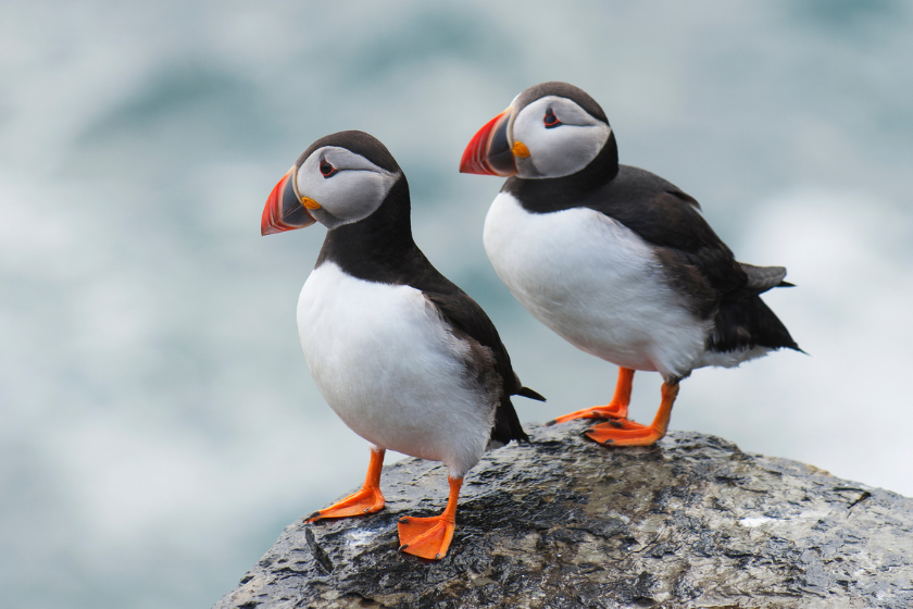 Pair of Atlantic puffin (Fratercula arctica) resting on a ledge at the top of a cliff