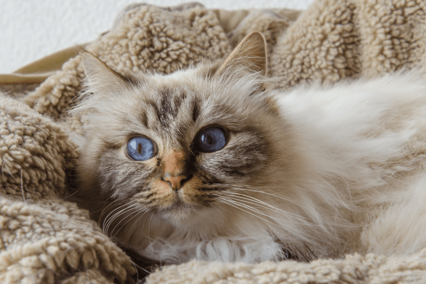 birman