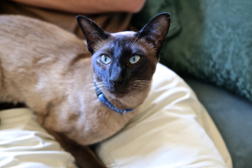 Burmese cat is affectionate cat breeds