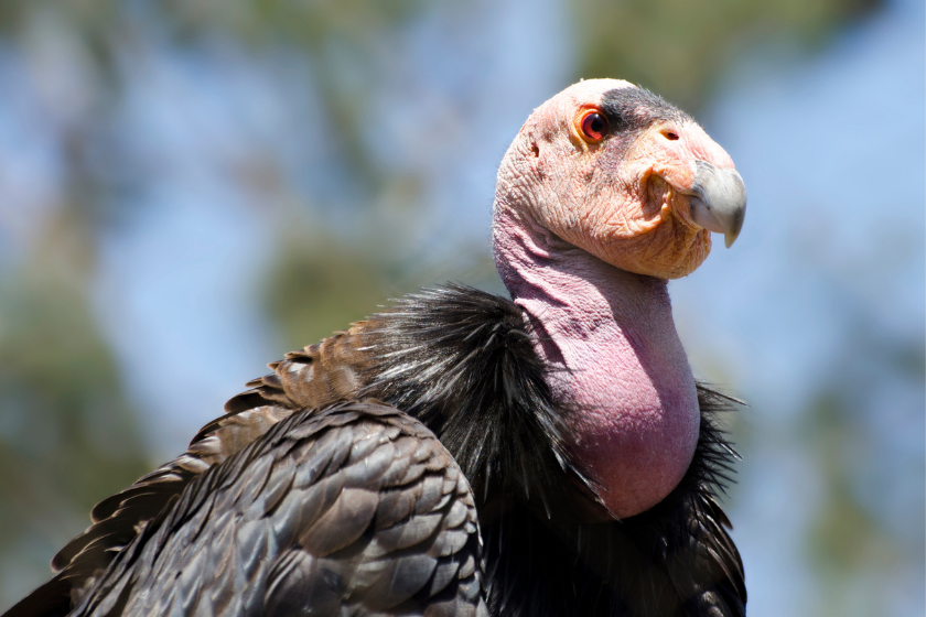 Close up of California Condor, Gymnogyps californianus, largest vulture in North America.