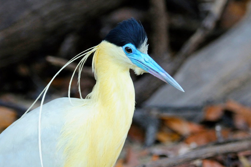 A head-and-shoulders shot of a Capped Heron, photographed on the Cristalino River, Brazil