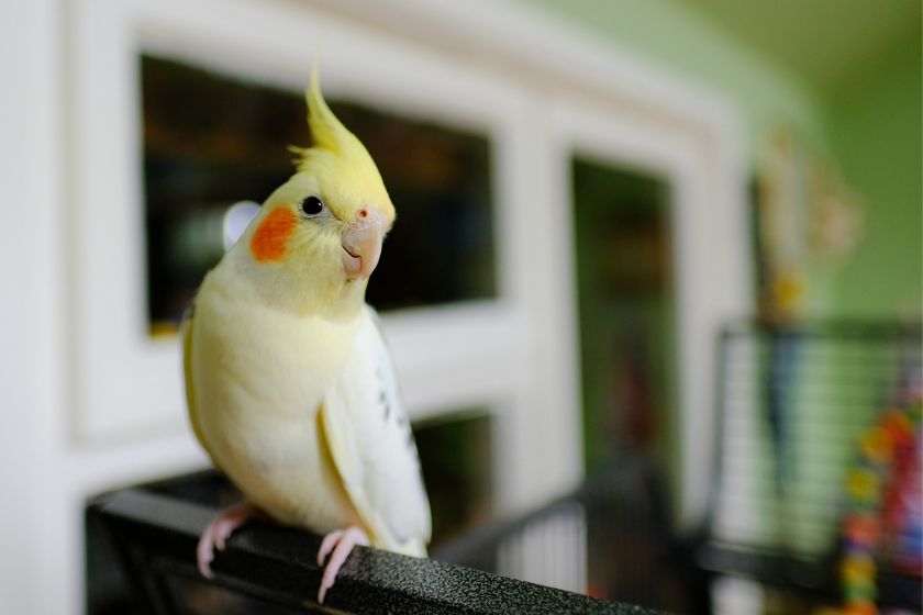 Young, male cockatiel bird outside its bird cage