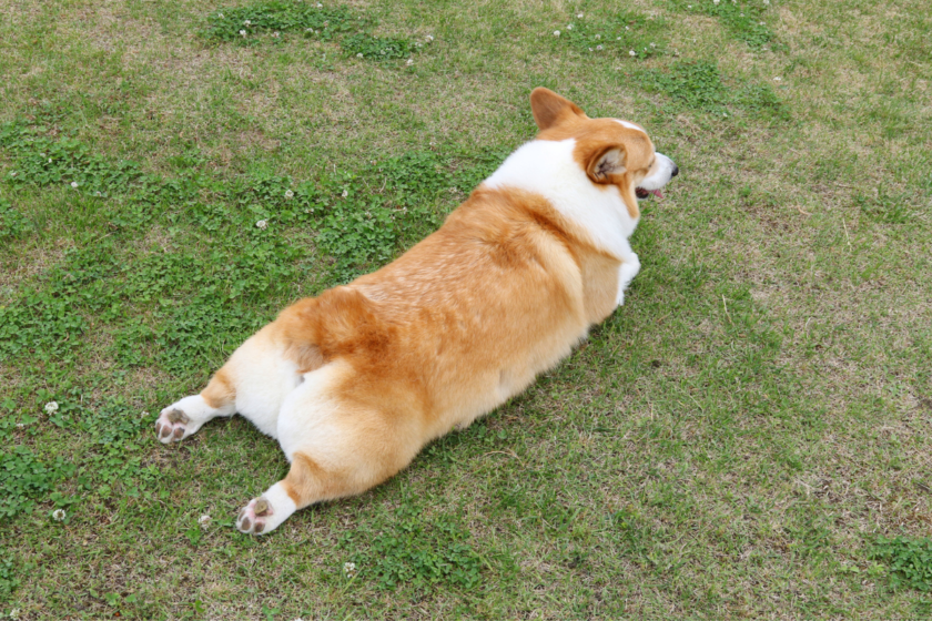 Welsh Corgi laying with its hind legs out